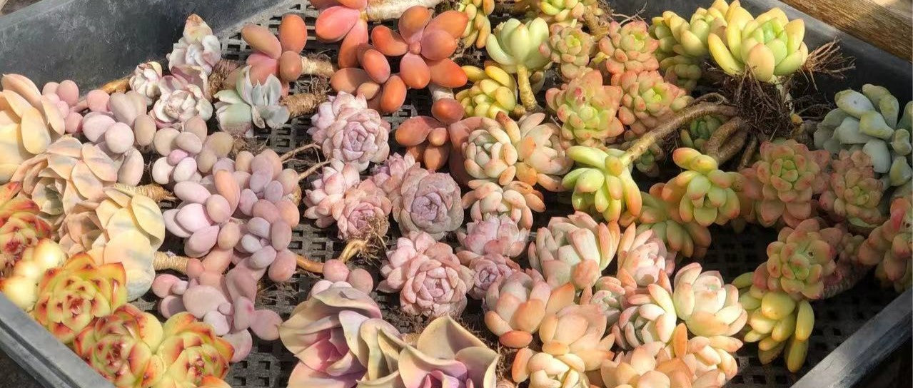 A Beginner's Guide to Growing Succulents from the Crassulaceae Family