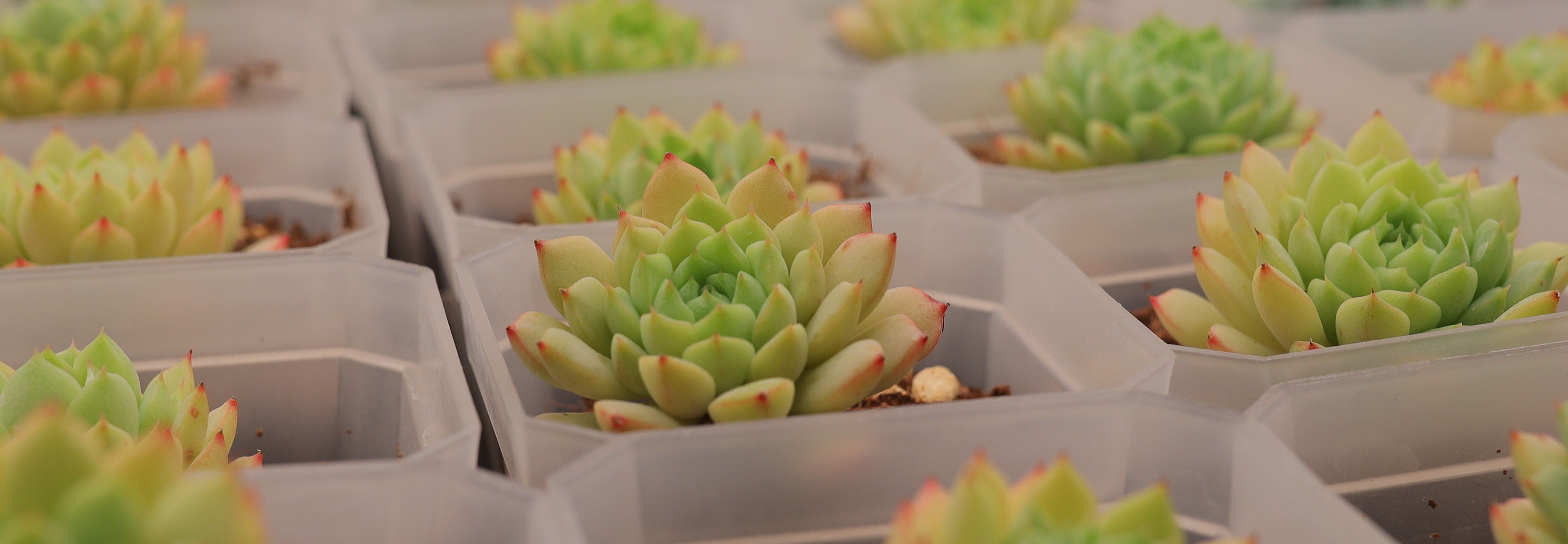 Succulent Plant Care 101: Conquering Common Diseases and Pests