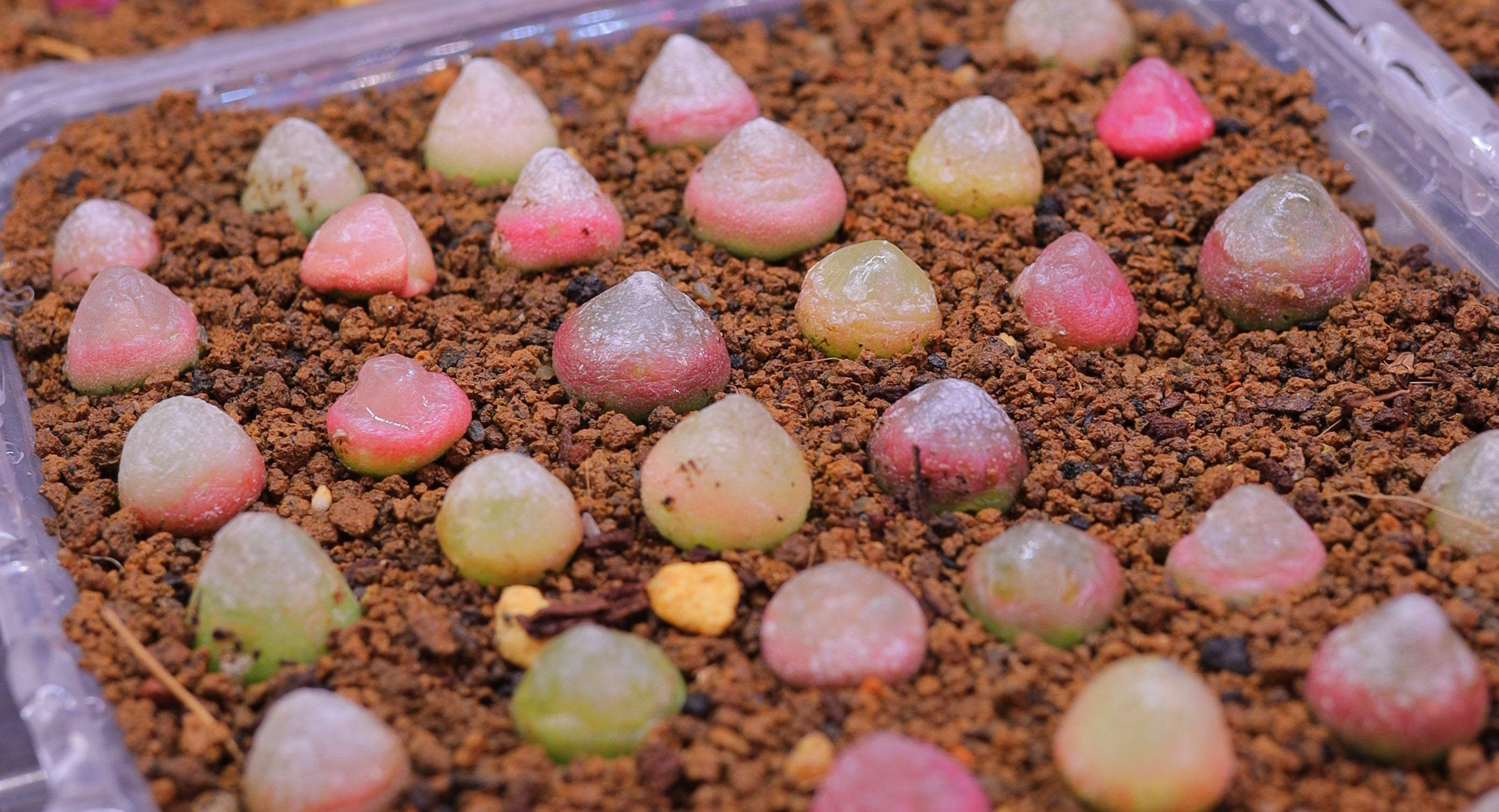Growing Conophytum Plants: Expert Tips for Growing and Propagating these Stunning Succulents