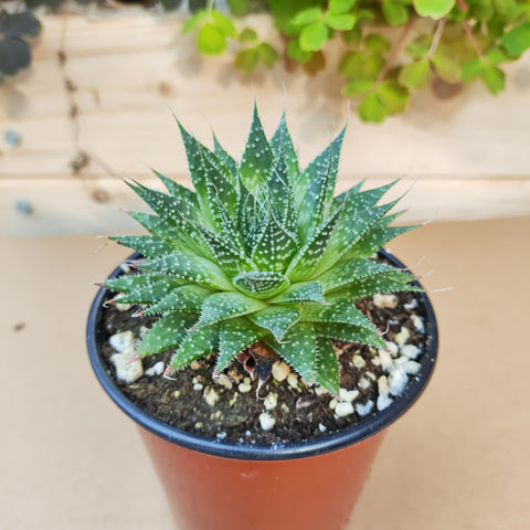 Aloe aristata 绫锦