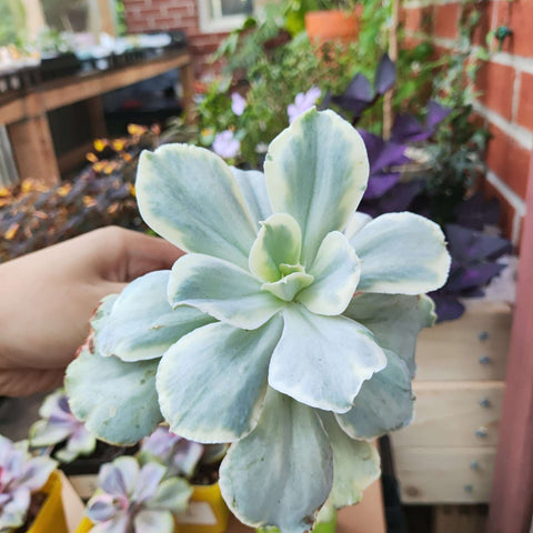 Echeveria sp.Japan Moon River 月亮河