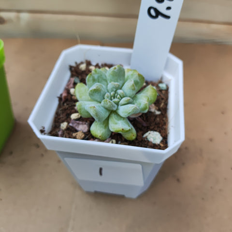 Echeveria Topsy Turvy 特玉莲