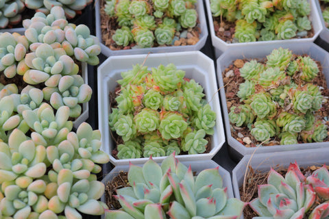 Echeveria 'Malgan' 麦秆