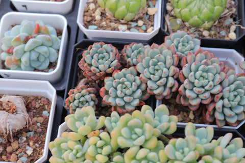 Echeveria 'Viyant' 雪爪