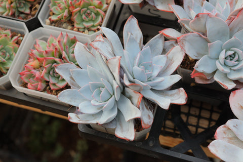 Echeveria 'White Lotus' 白莲