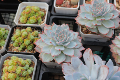 Echeveria Blue Bird 粉蓝鸟