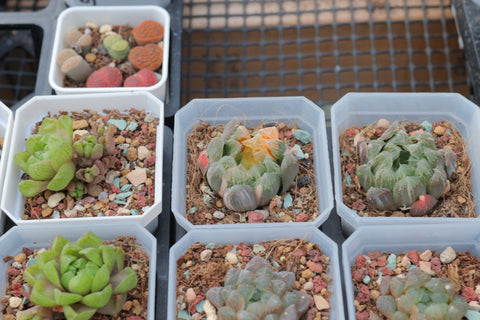Haworthia Obtusa f. variegata 别系玉露锦