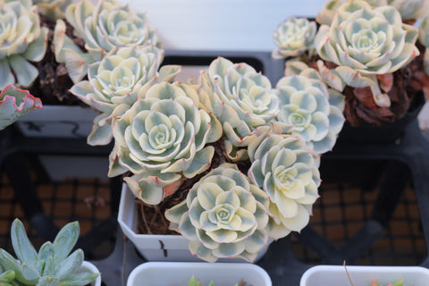 Echeveria Compton Carousel 玉蝶锦
