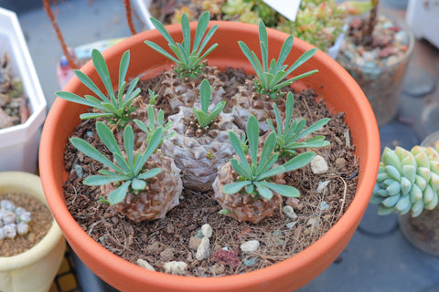 Euphorbia 'Japonica' 峨眉山