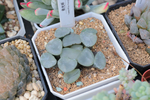 Haworthia maughanil 夜光杯万象
