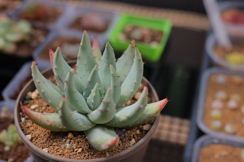 Aloe peglerae 柏加芦荟