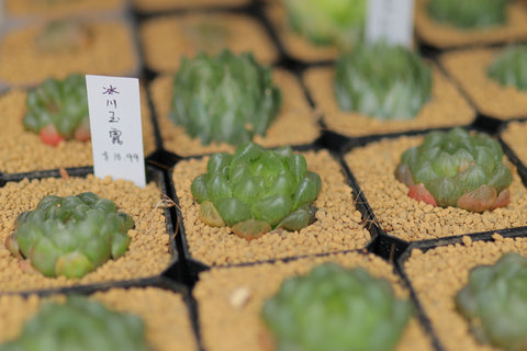Haworthia Cooperi Glacier 冰川玉露