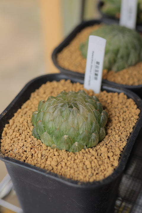 Haworthia Obtusa f. variegata "CuiYun" 翠云玉露锦