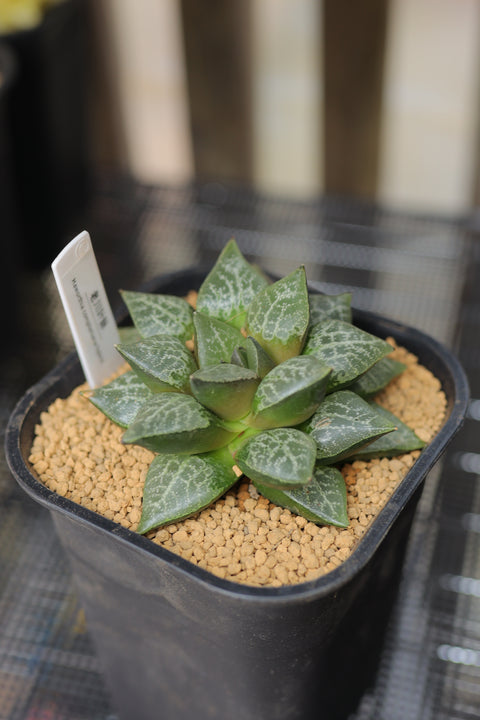 Haworthia comptoniana hybrid 老川叶脉