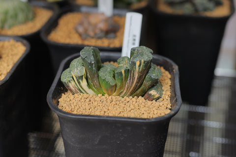 Haworthia  truncata ' Hokusai '  var. striata 北斋玉扇锦