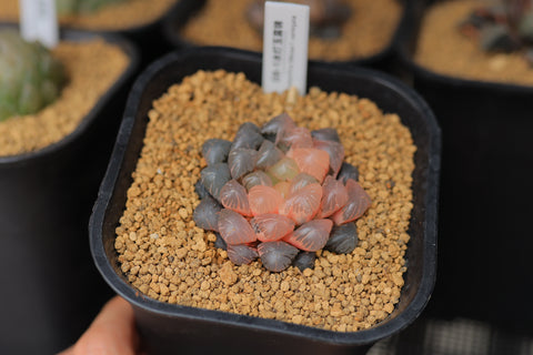 Haworthia Obtusa f. variegata OB-1 冰灯玉露锦