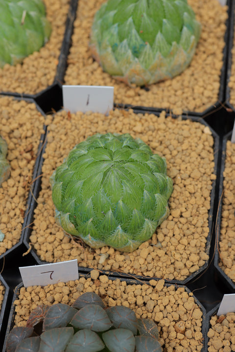Haworthia Cooperi Var. Picturata 樱水晶