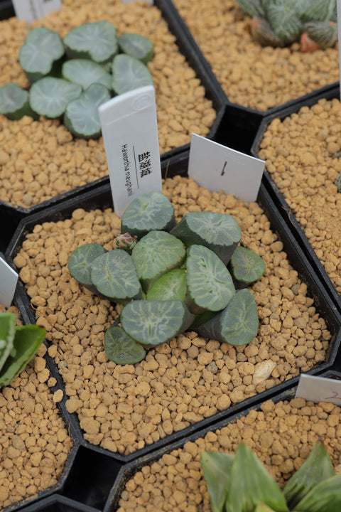 Haworthia maughanii ‘Salt Lake City’ 盐湖城万象