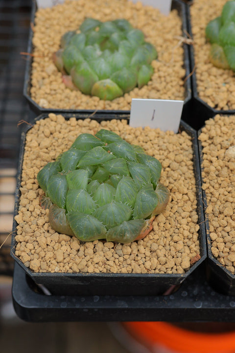 Haworthia Cooperi Glacier 冰川玉露
