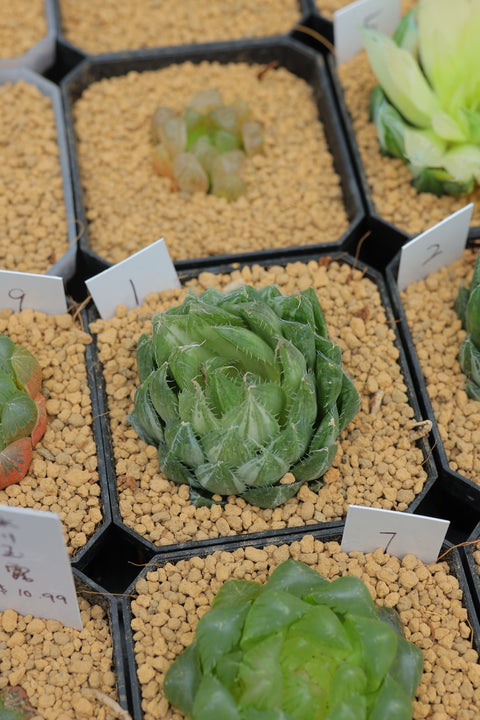 Haworthia Decipiens Poelln 曲水牡丹锦