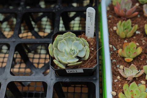 Echeveria 'Lola' 露娜莲