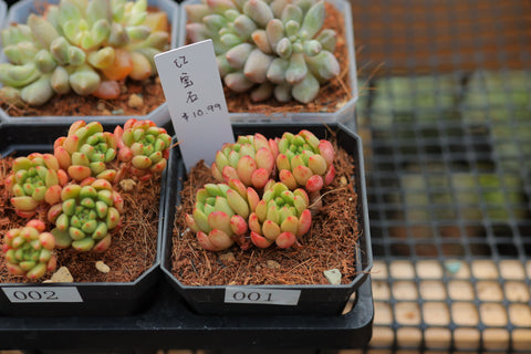 Sedeveria 'Pink Ruby' 红宝石