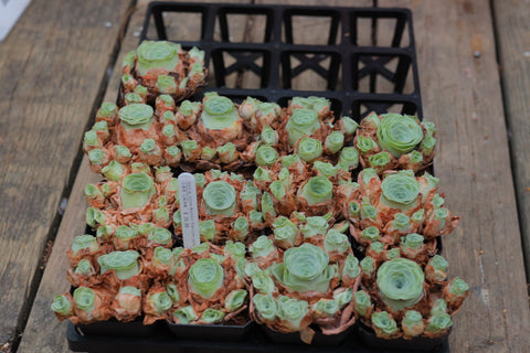 Aeonium Aureum Mountain Rose Love Letter 小情书 山地玫瑰