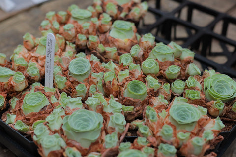Aeonium Aureum Mountain Rose Love Letter 小情书 山地玫瑰