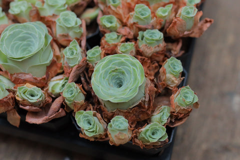 Aeonium Aureum Mountain Rose Love Letter 小情书 山地玫瑰