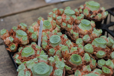 Aeonium Aureum Mountain Rose Love Letter 小情书 山地玫瑰