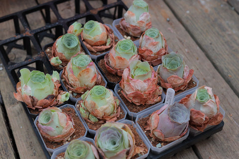 Aeonium Aureum Mountain Rose Pandora 潘多拉 山地玫瑰