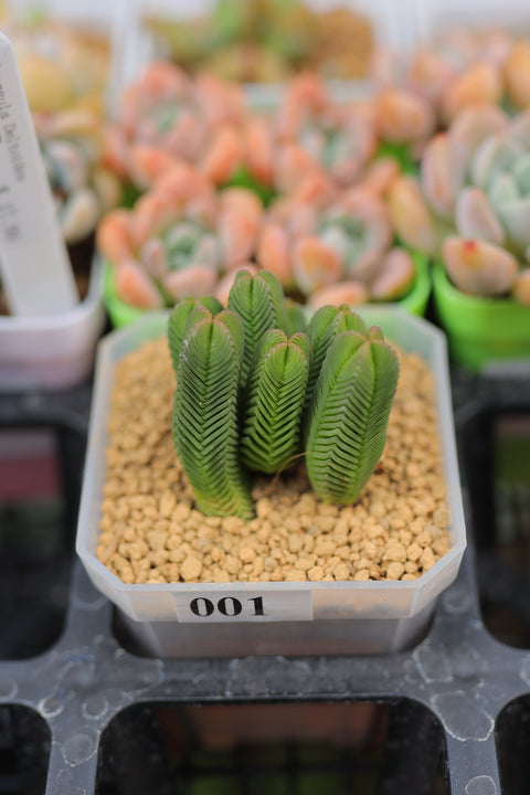 Crassula Quadrangularis 绿塔
