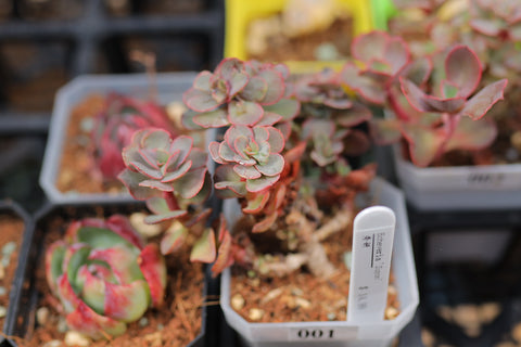Echeveria 'Suyon' 秀妍