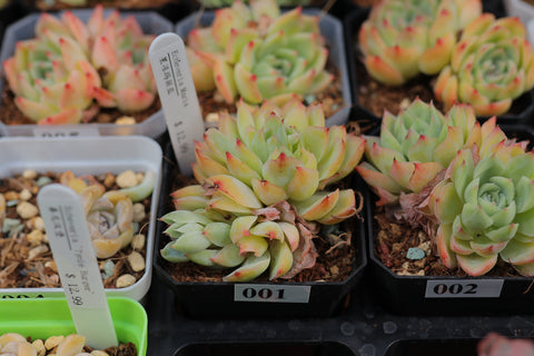 Echeveria Maria 果冻玛丽亚