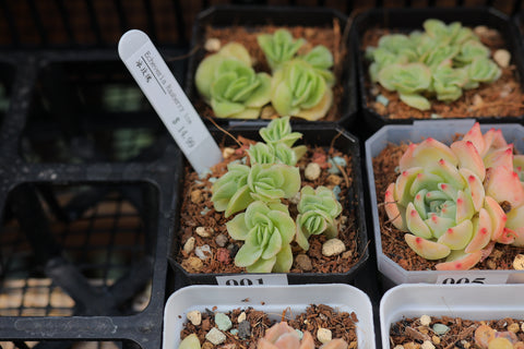 Echeveria Rasberry ice 冰玫瑰