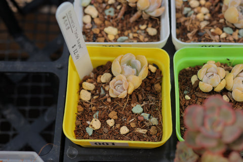 Echeveria 'Tynie Burger' 泰尼汉堡