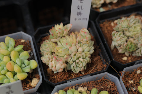 Echeveria 'Mebina' 女雏（女雏锦）