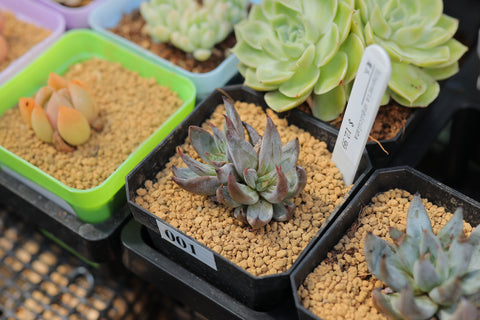 Echeveria unguiculata 魔爪