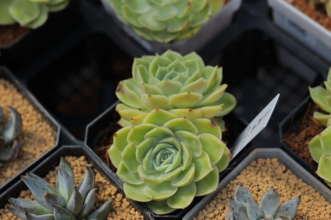 Echeveria cv. 'Onslow' 昂斯洛