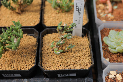 Trichodiadema Intonsum 玉米番杏