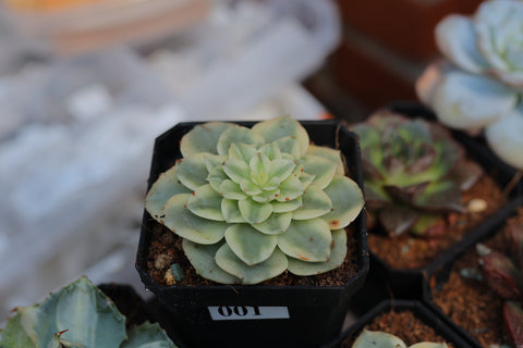 Sedeveria rolly variegata 蜡牡丹锦