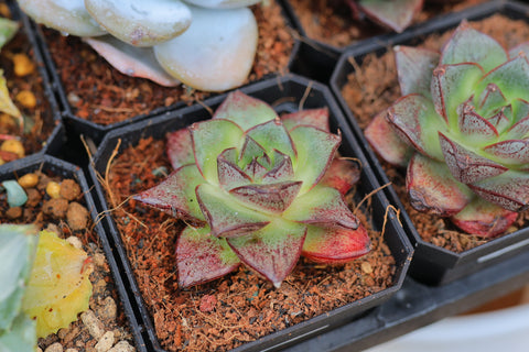 Echeveria purpsorum 大和锦