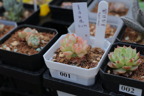 Echeveria Charlotte 夏洛玫瑰