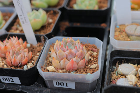 Echeveria 'Texensis Rosea' 粉爪