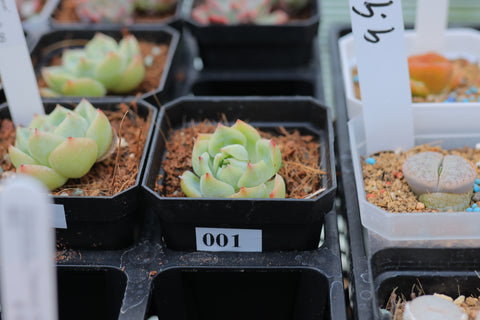 Echeveria 'Suryeon' 莎莎女王