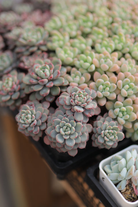 Echeveria 'Viyant' 雪爪