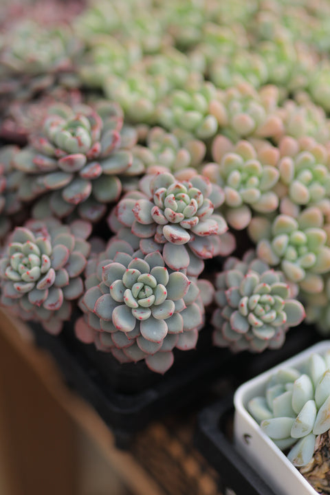 Echeveria 'Viyant' 雪爪