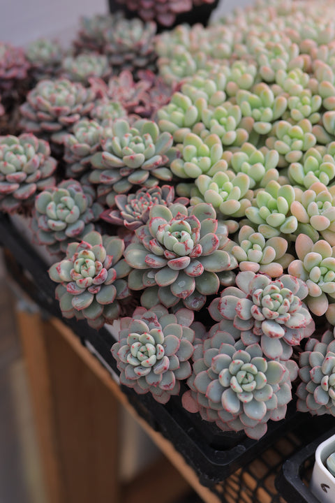 Echeveria 'Viyant' 雪爪