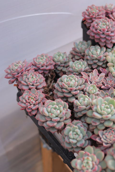 Echeveria 'Viyant' 雪爪