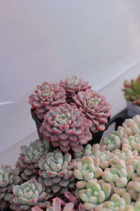 Echeveria 'Viyant' 雪爪